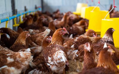 Meet the Farms: How One Poultry Operation Saw Healthier Flocks in 3 Months